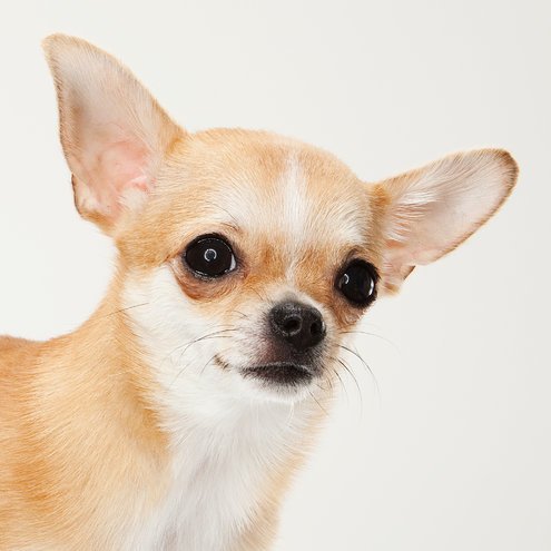 11dogs-topbreeds-Chihuahua-master495.jpg