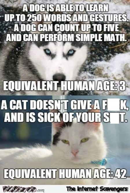 13-funny-dog-cat-equivalent-in-human-age-meme.jpg