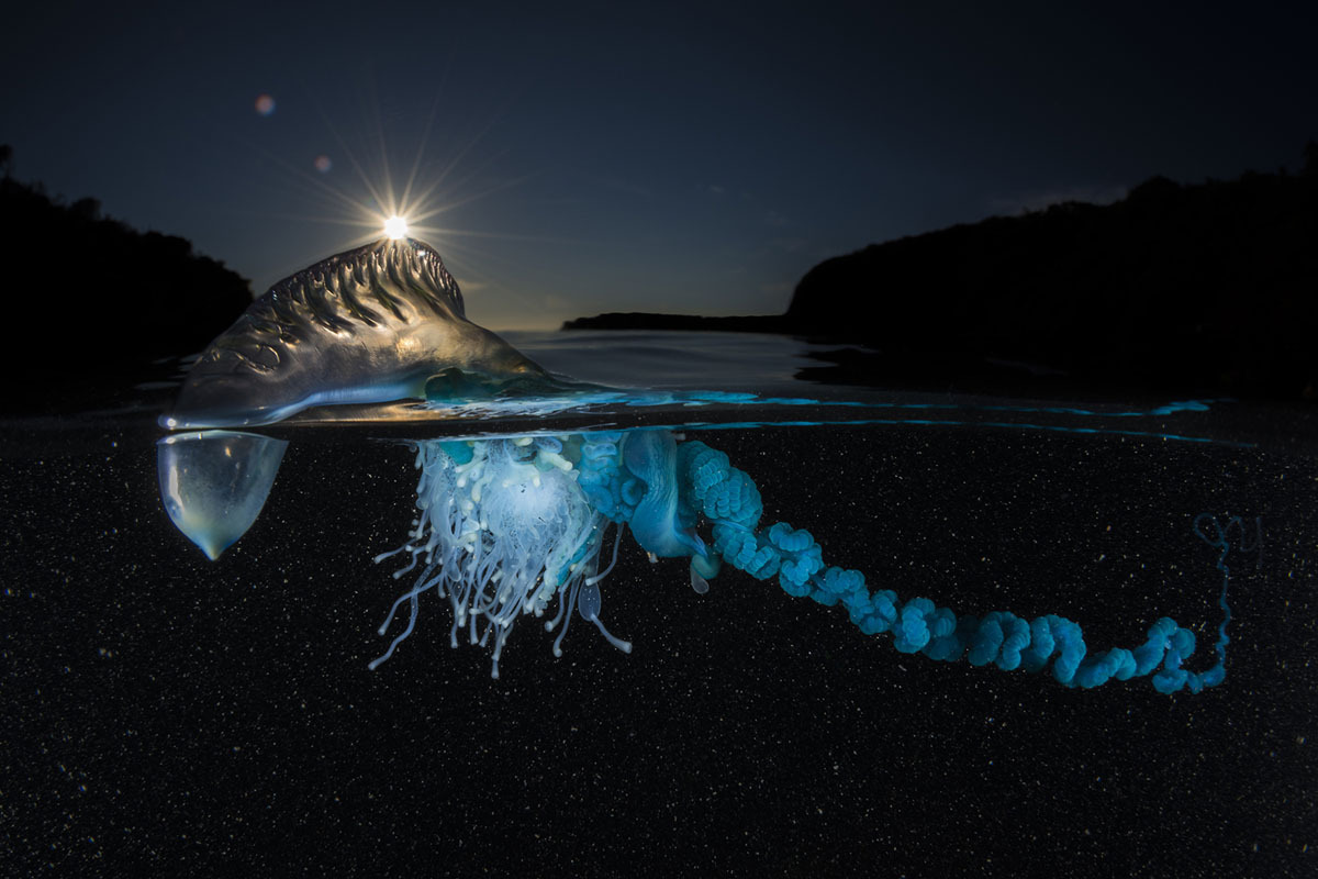 3-jellyfish-award-winning-photography-by-matthew-smith.jpg