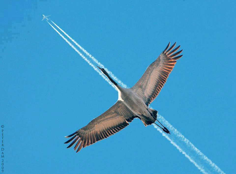 4-amazing-photography-bird-flight-by-peterdam.jpg