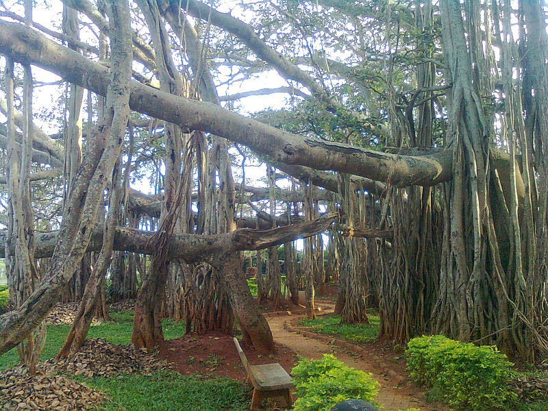 800px-Big_Banyan_Tree_at_Bangalore.jpg