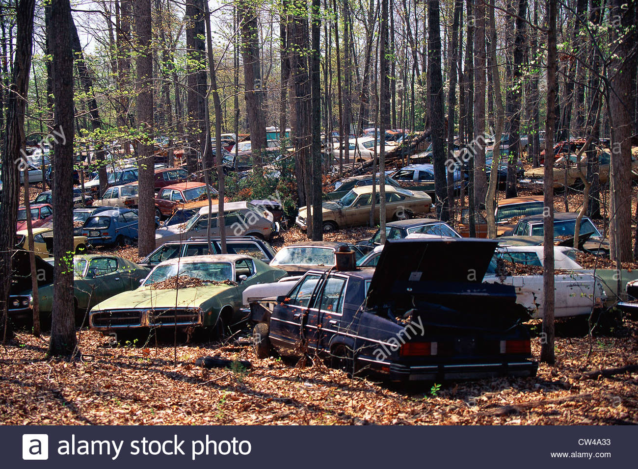 abandoned-cars-in-the-woods-CW4A33.jpg