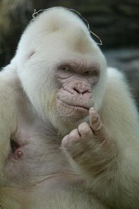 albino-monkey2.jpg