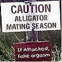 alligator_jpg4.jpg