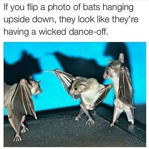 bats.jpeg
