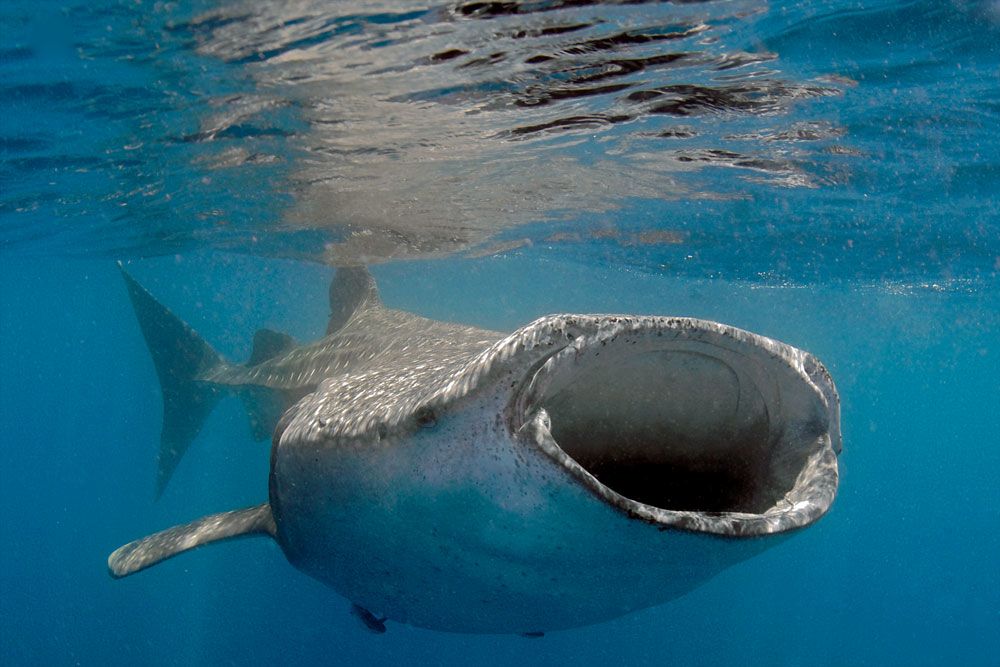 best_destinations_for_whale_shark_mexico_shutterstock.jpg