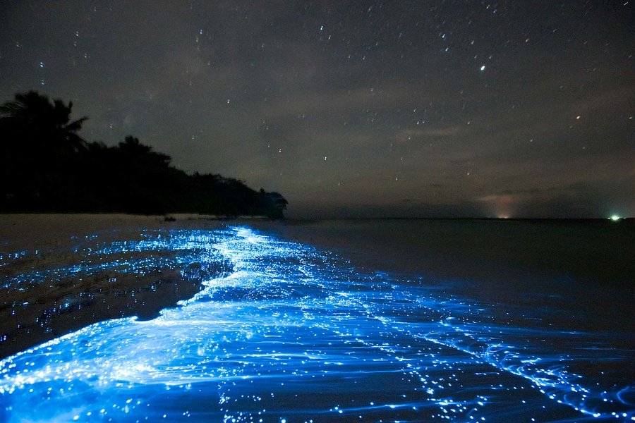 bioluminescence-maldives-indian-ocean-BIOGLOW0618.jpg