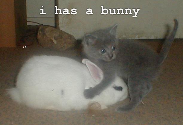 bunnycat.jpg