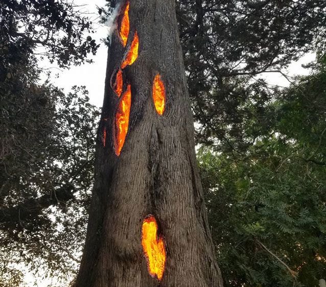 burning-tree-art1-jpg.jpg