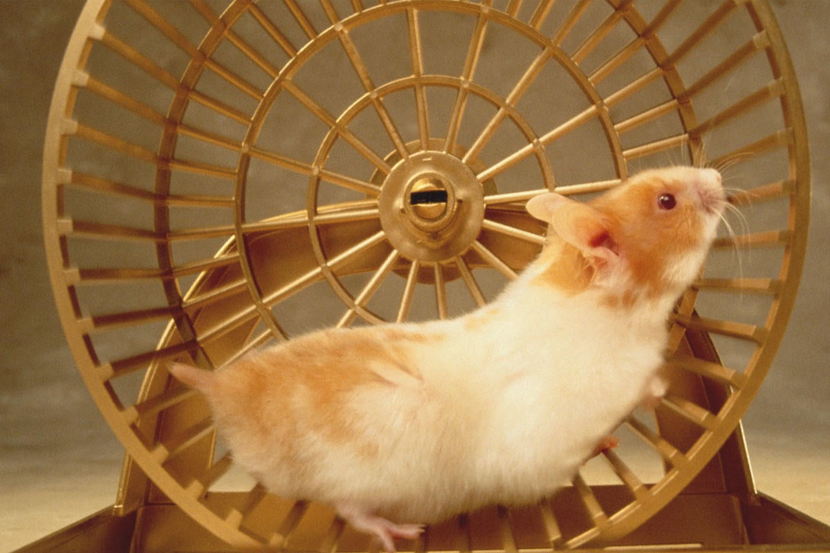 campuestohan-hamster-on-wheel.jpg