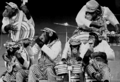 chimpanzee-band-1973-archival-photo-poster_zpsjvdq2mvm.jpg