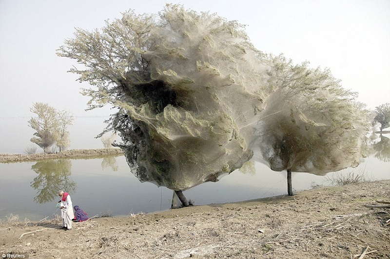 cocooned-trees-pakistan.jpg