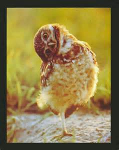 Crooked Owl.jpg