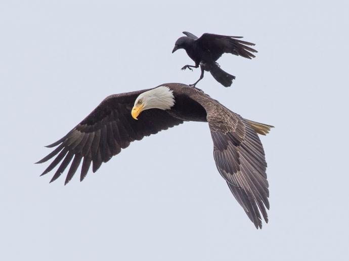 crow-rides-eagle-bird-photography-phoo-chan-1.jpg