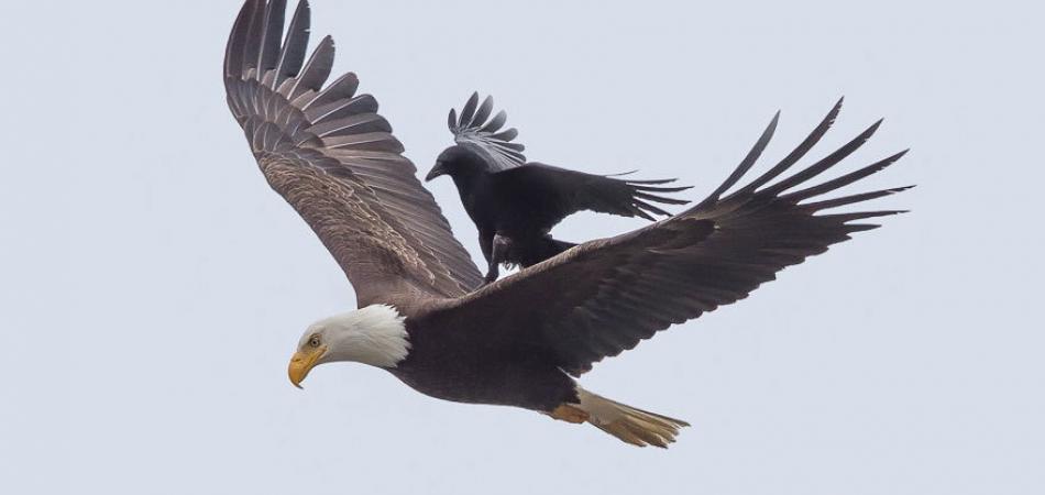 crow-rides-eagle-bird-photography-phoo-chan-2.jpg