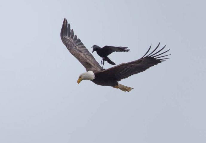 crow-rides-eagle-bird-photography-phoo-chan-5.jpg