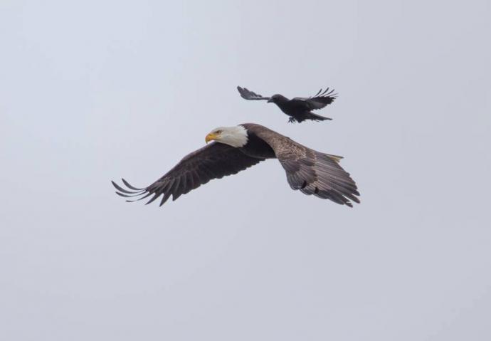 crow-rides-eagle-bird-photography-phoo-chan-6.jpg