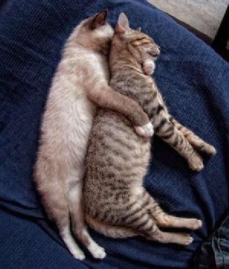 cute-cats-spooning.jpg