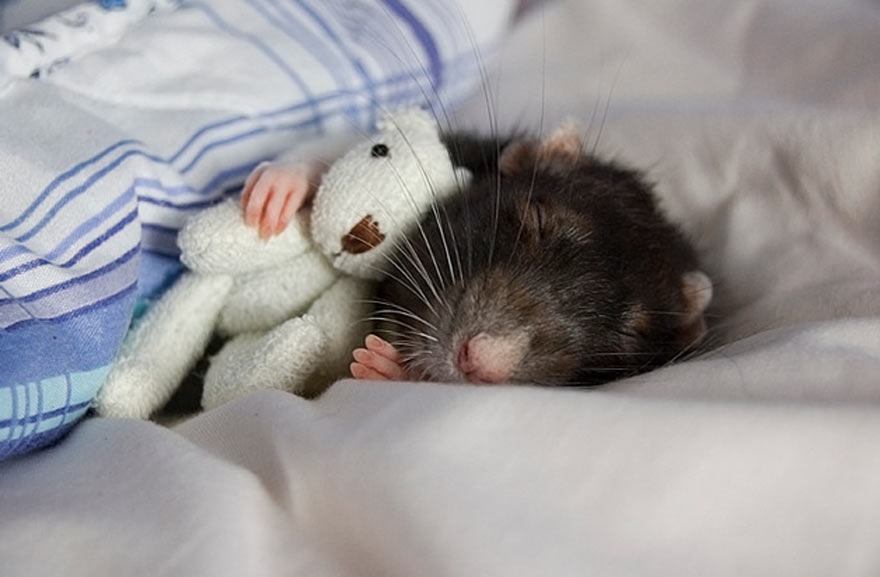 cute-rat-with-teddy-bear-pics-images-1.jpg