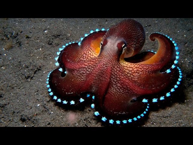deep-sea-creatures-beyond-the-ocean.jpg