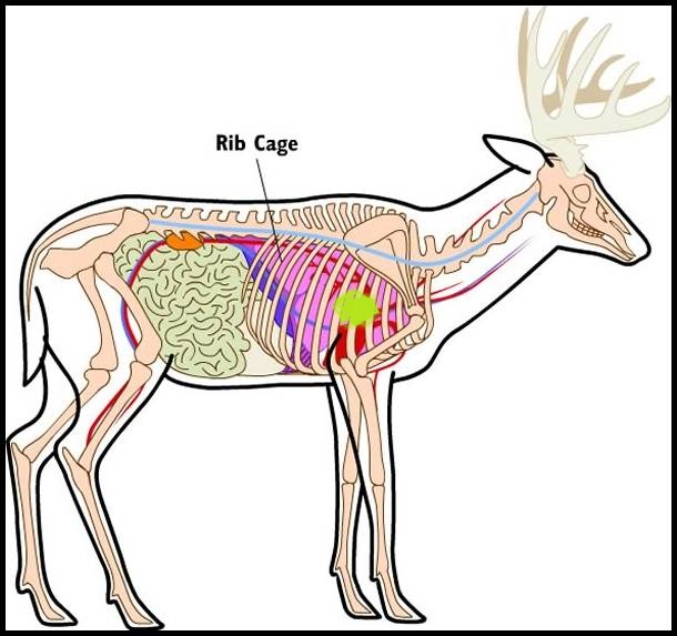 deer anatomy - Copy.jpg