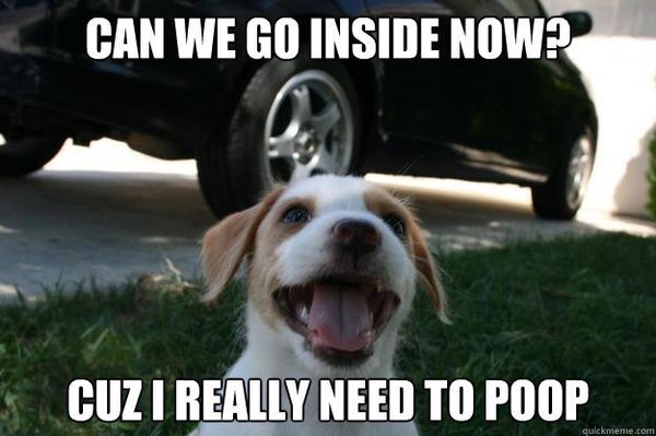 dog-poop-meme.jpg