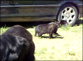 Dogs-break-up-cats.gif