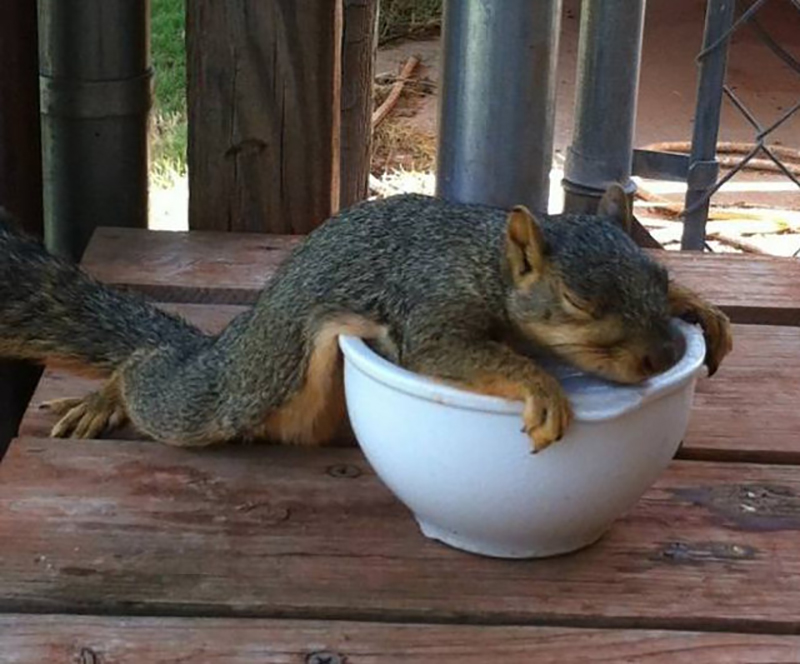 drunk-squirrel.jpg