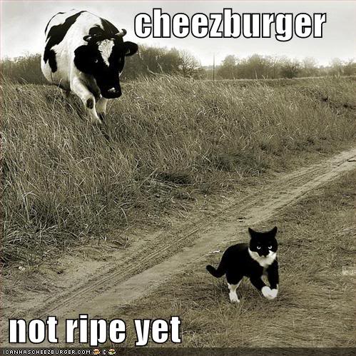 funny-pictures-cat-discovers-that-the-cheeseburger-is-not-yet-ripe.jpg