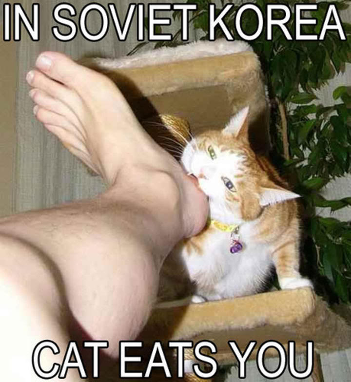 funny-pictures-of-cats-dot-info-339.jpg