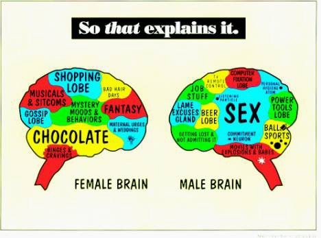 gender-brains.jpg