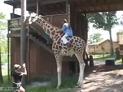 giraffe-doesn-39-t-want-to-be-ridden.gif