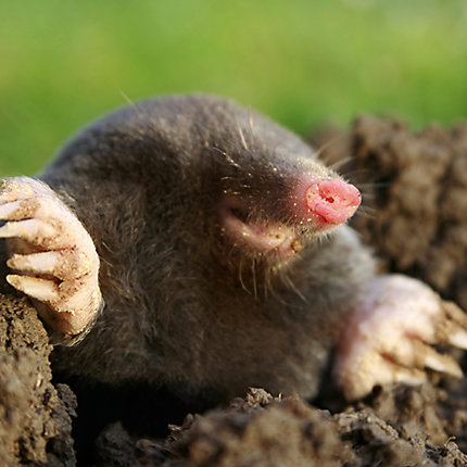 hh-animals-mole-2?$ProductPgLarge2$.jpg