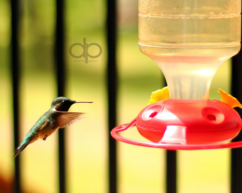 hummingbirddp.jpg