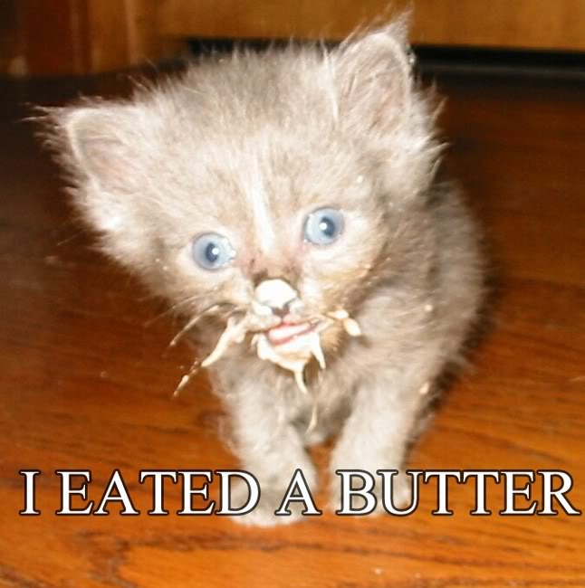 I-EATED-A-BUTTER-funny-kitties-3641515-646-650.jpg