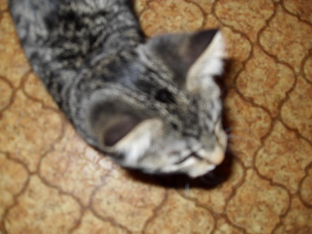kitten-Shelby011.jpg