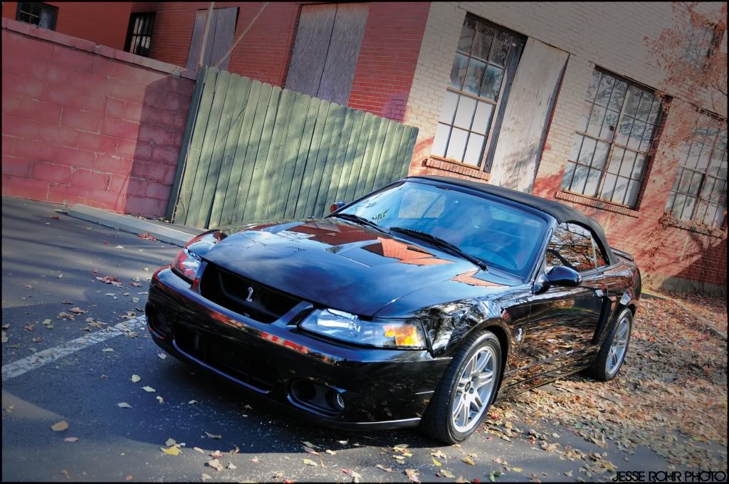 Mustangs050.jpg