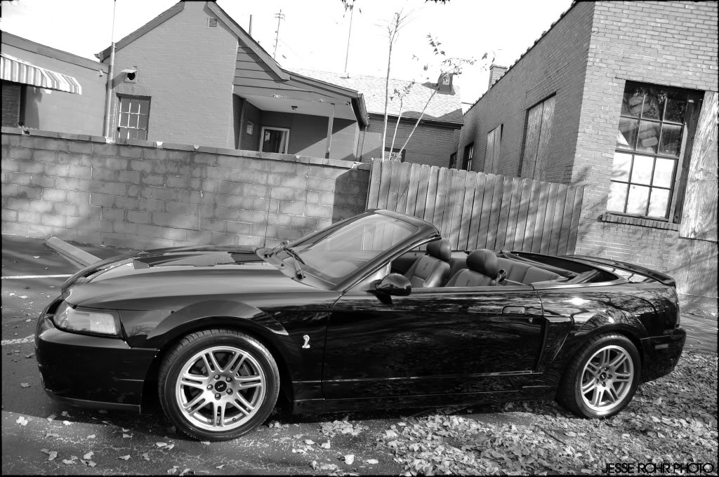 Mustangs064.jpg