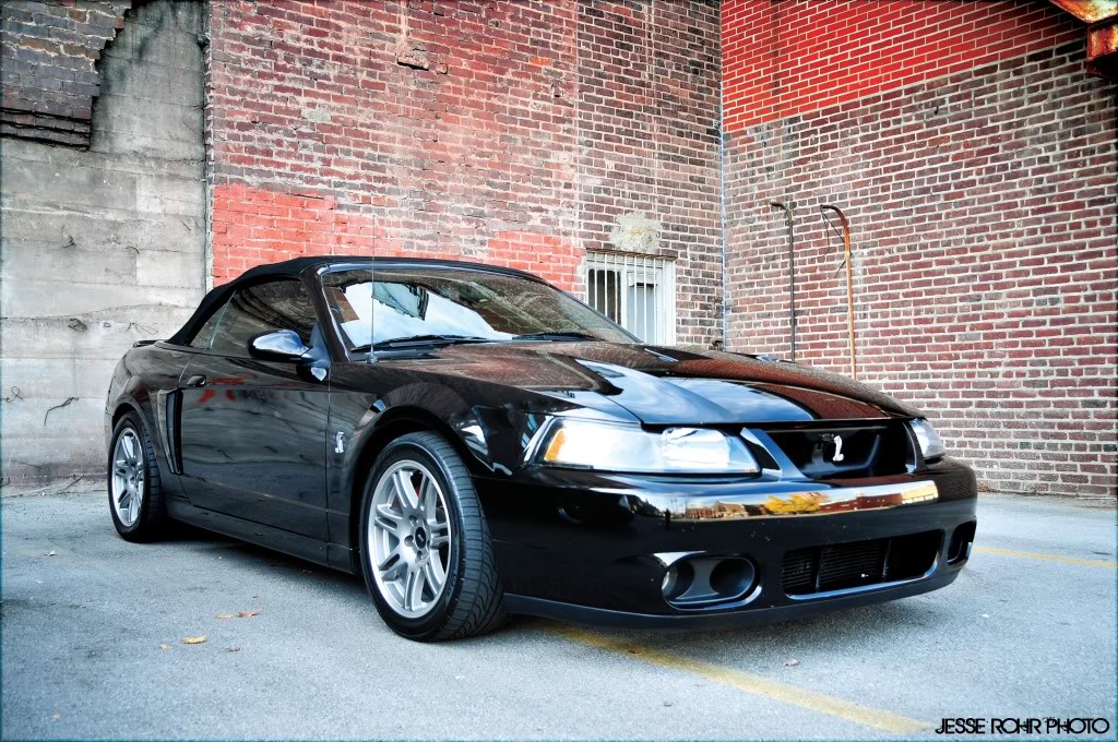 Mustangs099.jpg