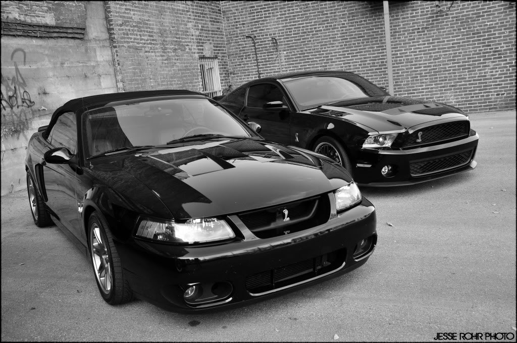 Mustangs170.jpg