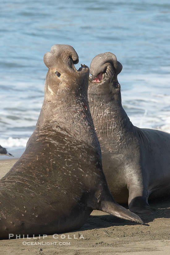 northern-elephant-seals-fighting-image-15466-419687.jpeg