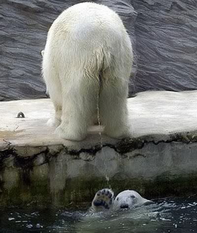 polar-bear-shower.jpg