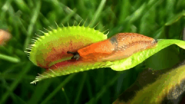 scary-nature-27-1.gif