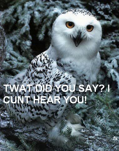 Snow-Owl--C10001418.jpg