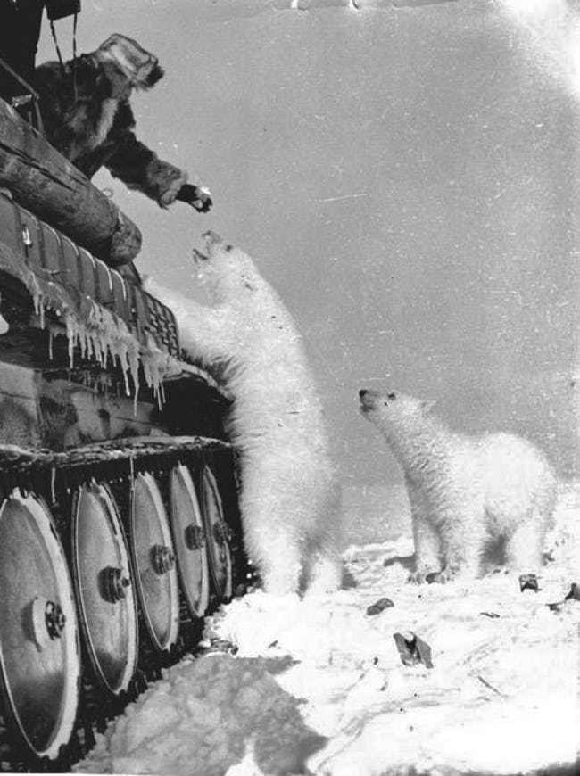 soviet-tank-commander-feeds-a-polar-bear-photo-u1?w=650&q=50&fm=jpg&fit=crop&crop=faces.jpg