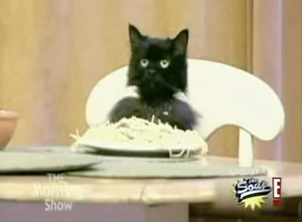 spaghetti-cat.jpg
