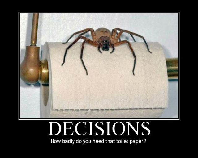 spider-sitting-on-roll-of-toilet-paper.jpg