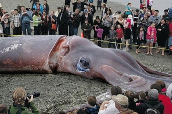 The-Giant-Squid-Unbelievable-Things-Found-Under-Our-Oceans-e1508144962636.jpg