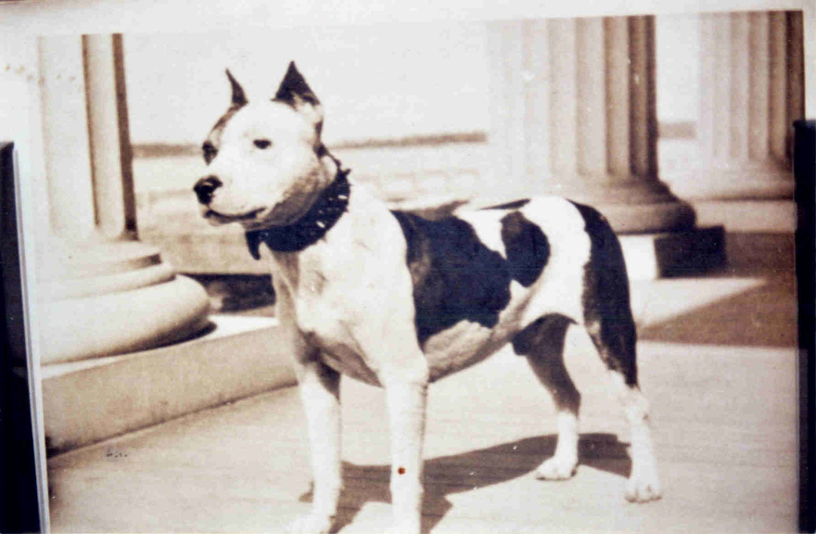 The jenkins' family pet, circa 1910 @ 52 Murray Blvd -aka Mike the Dog.jpg