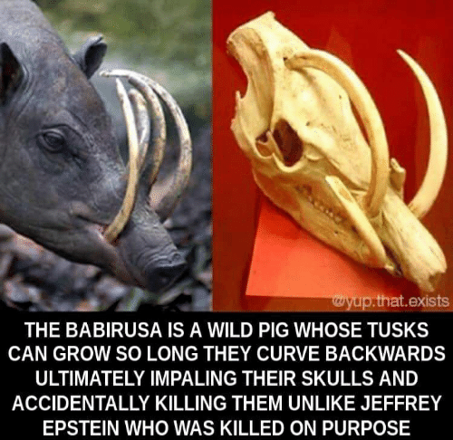 wyup-that-exists-the-babirusa-is-a-wild-pig-whose-tusks-can-64992381.png